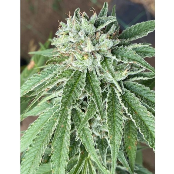 Semifreddo al Limone Feminized Cannabis Seeds