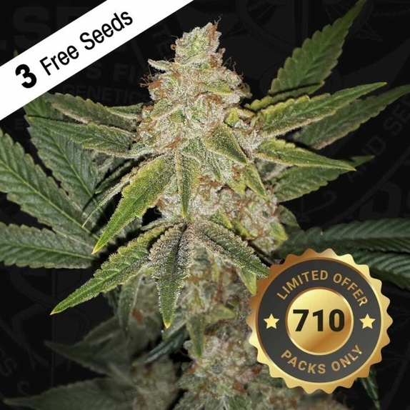 Hazanana Female Cannabis Seeds by T.H.Seeds x Killah Priest Cannabis Seeds