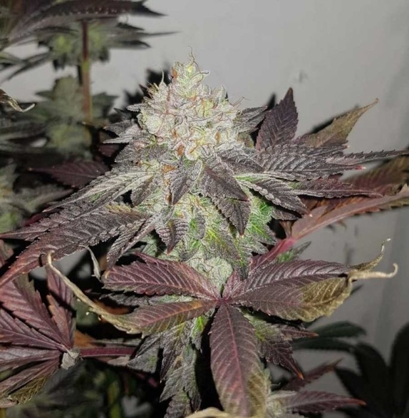 Comeback Kush Regular Cannabis Seeds