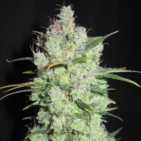 Cream Cheese Frosting Regular Cannabis Seeds