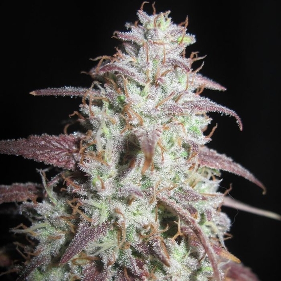 Sour Gob Stopper Regular Cannabis Seeds