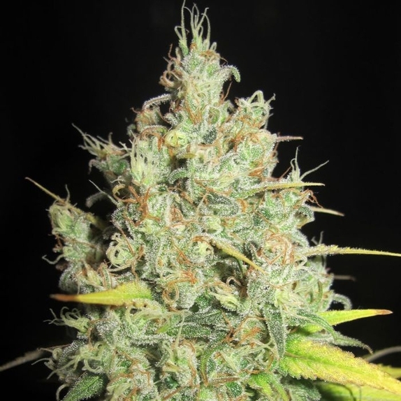 Nord Stream Gas Regular Cannabis Seeds