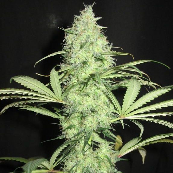 Sunday Gravy Regular Cannabis Seeds