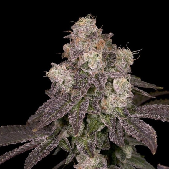 Moonbow 112 IX Regular Cannabis Seeds