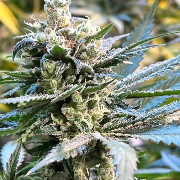 The Undercaker Regular Cannabis Seeds
