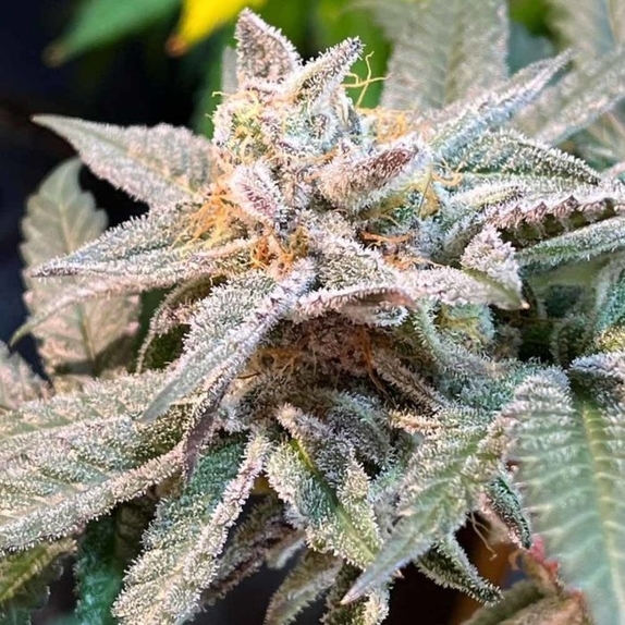 The Pedigree Regular Cannabis Seeds