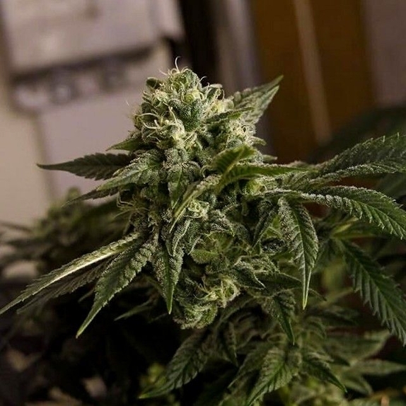 O.D.B (Old Dirty Biker) aka Cheesy Rider Regular Cannabis Seeds