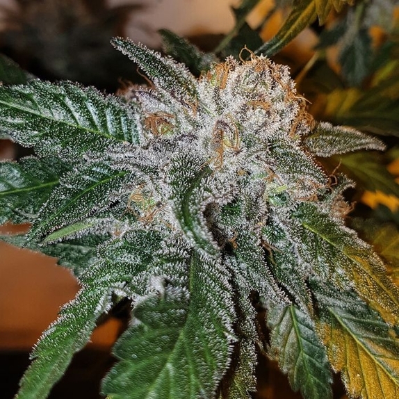 Gela Tini Regular Cannabis Seeds