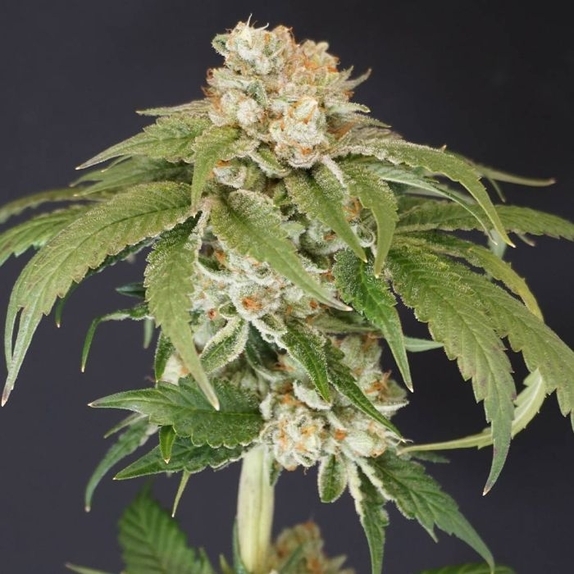 Kushi Melon Female Cannabis Seeds