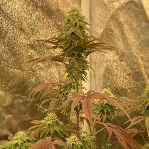 Lemon ZiZi LTD Regular Cannabis Seeds