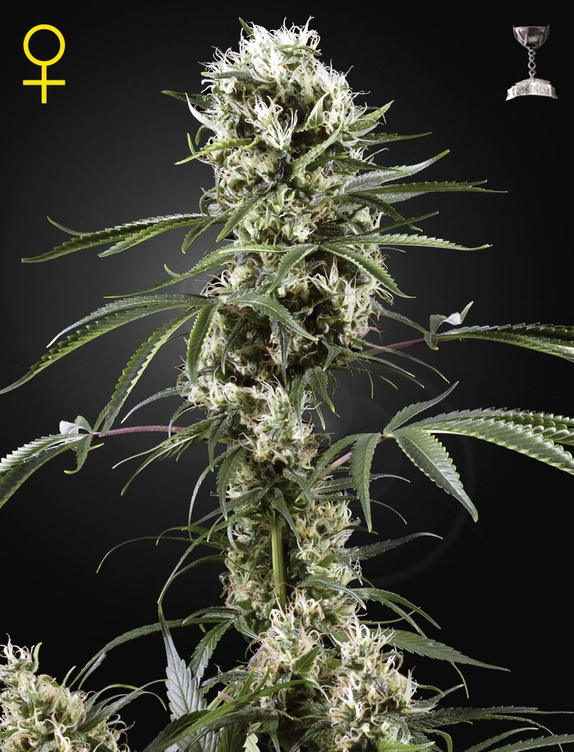 Super Lemon Haze Cannabis Seeds