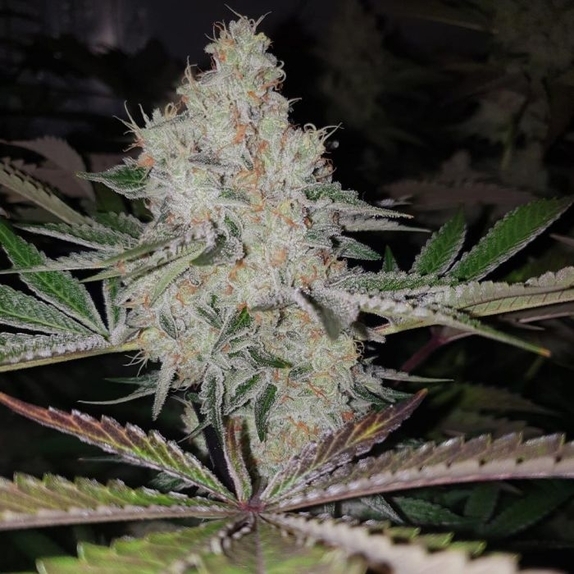 Space Invader Female Cannabis Seeds