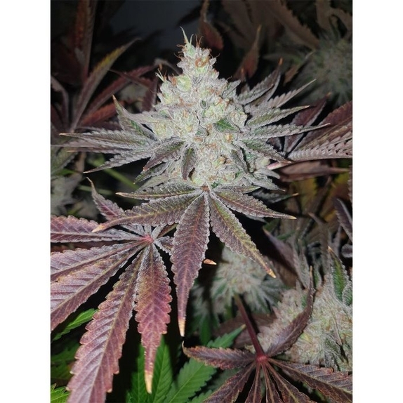 Chuntz Feminized Cannabis Seeds