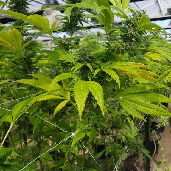 CBD Cheese Female Cannabis Seeds