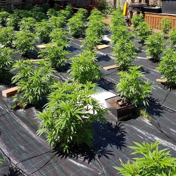 Auto Cheese Autoflowering Cannabis Seeds