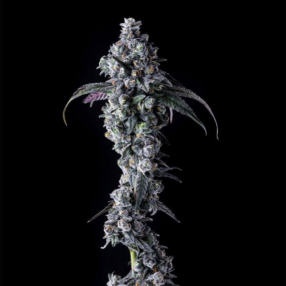 UK Riot Female Cannabis Seeds