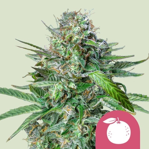 Tangie (Royal Queen Seeds) Cannabis Seeds