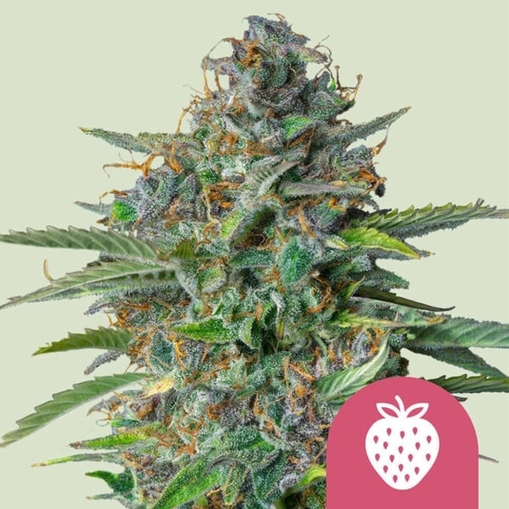Strawberry Cough (Royal Queen Seeds) Cannabis Seeds