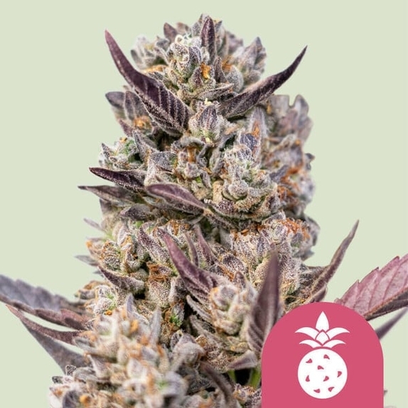 Tropicana Cookies Purple (Royal Queen Seeds) Cannabis Seeds