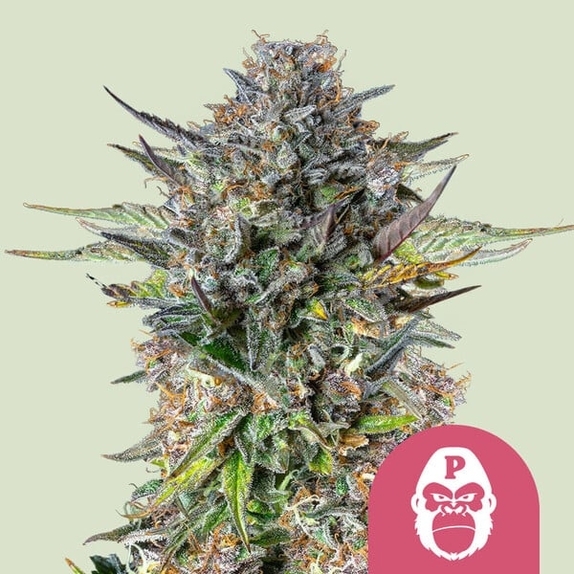 Pink Gorilla Cannabis Seeds