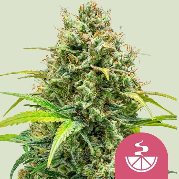 Lemon Skunk Cannabis Seeds