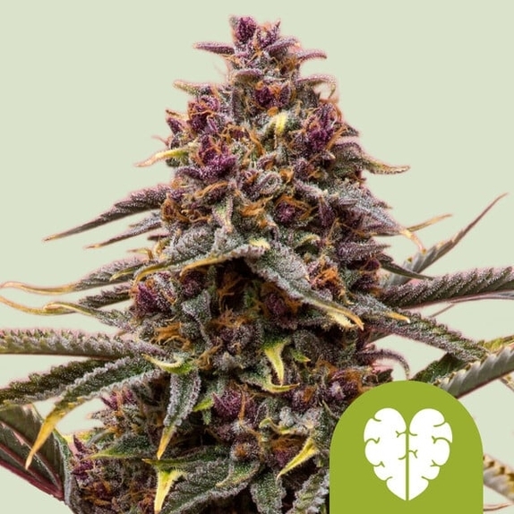 Pink Mist Auto Cannabis Seeds