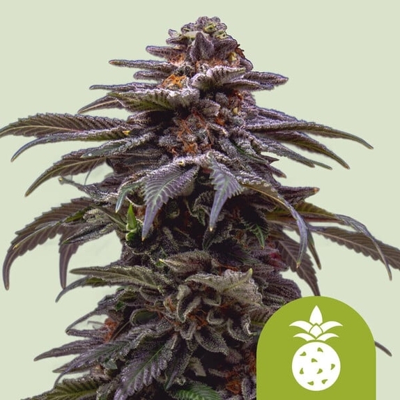 Tropicana Cookies Purple Auto Cannabis Seeds
