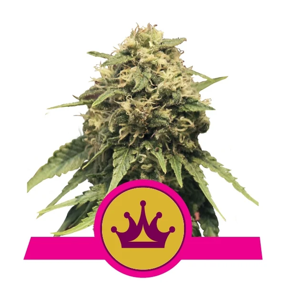 Special Queen 1 Auto Cannabis Seeds