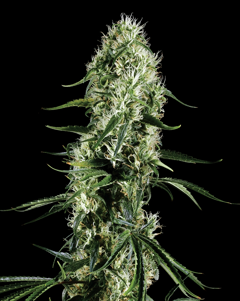 Super Silver Haze Cannabis Seeds