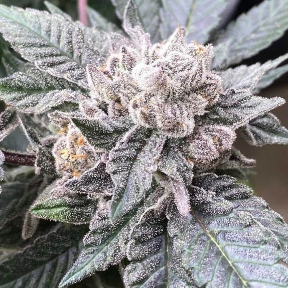 Cara Cara Cannabis Seeds