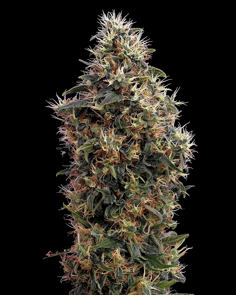 Sweet Mango Automatic Cannabis Seeds