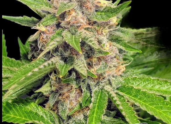 Auto Wedding Pie Cannabis Seeds