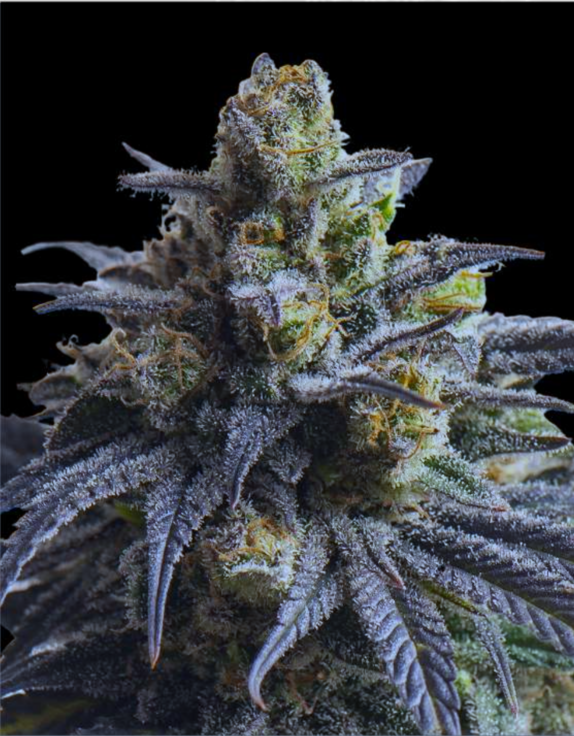 Donutz Triploid Cannabis Seeds