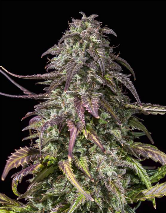 Sunset Gelato Triploid Cannabis Seeds