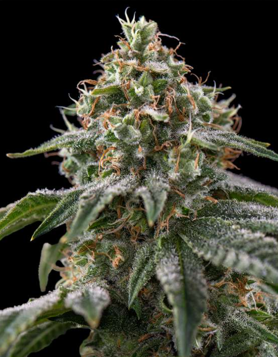 Moby Dick Triploid Cannabis Seeds