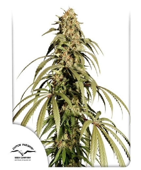 Ice Cream Haze Cannabis Seeds