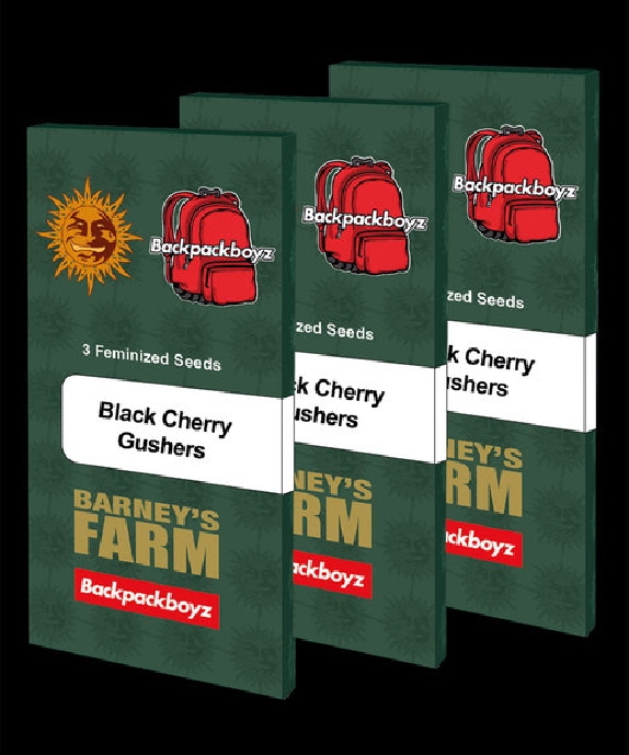 Black Cherry Gushers Cannabis Seeds