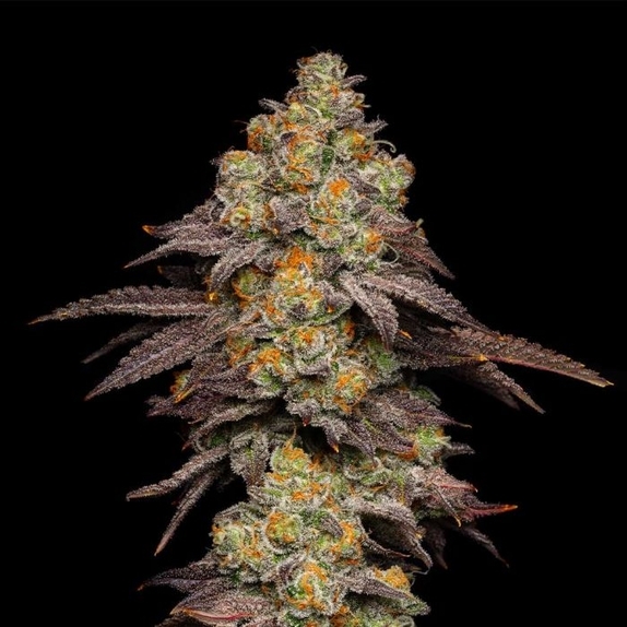 Big Z Feminized Cannabis Seeds