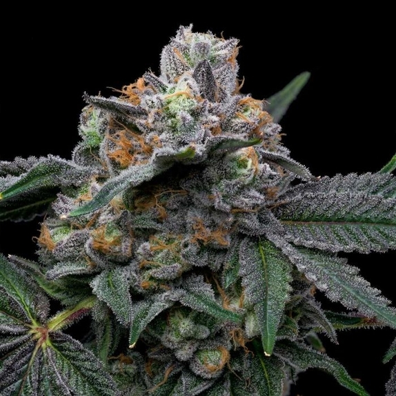 Mango Z x Hollywood Feminized Cannabis Seeds