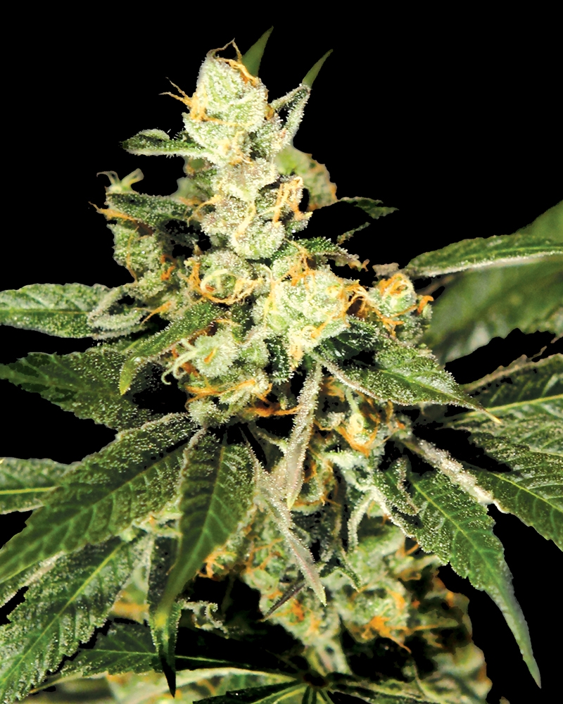 Train Wreck Cannabis Seeds