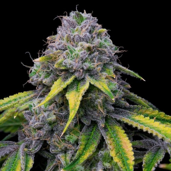 Sour Dubb x Hollywood Feminized Cannabis Seeds