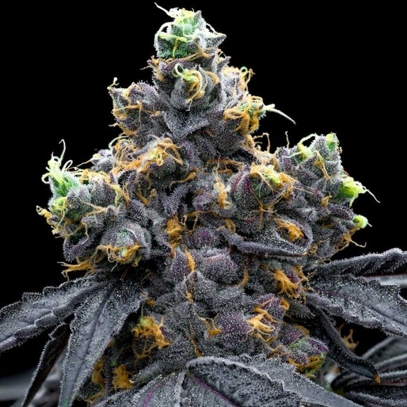 White Runtz x Hollywood Feminized Cannabis Seeds