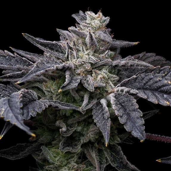 Pink Runtz x Hollywood Feminized Cannabis Seeds