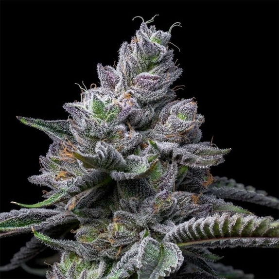 RS11 x Hollywood Feminized Cannabis Seeds