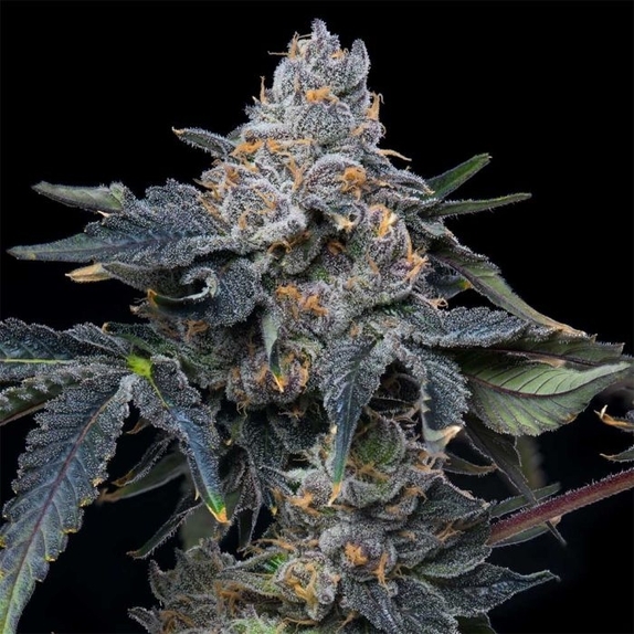 Grape Z x Hollywood Feminized Cannabis Seeds
