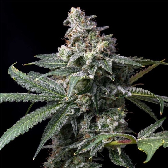 GMO x Hollywood Feminized Cannabis Seeds