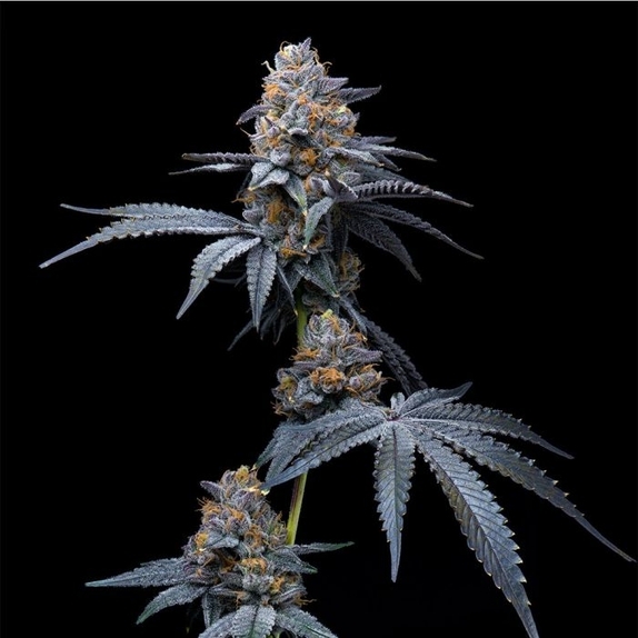 Tropicana Cookies x Hollywood Feminized Cannabis Seeds