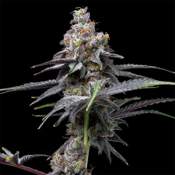 Animal Cake x Hollywood Feminized Cannabis Seeds