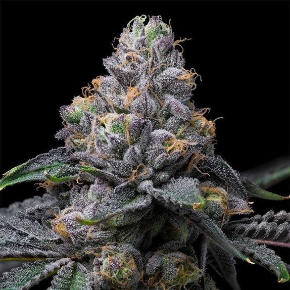 Sunset Sherb x Hollywood Feminized Cannabis Seeds