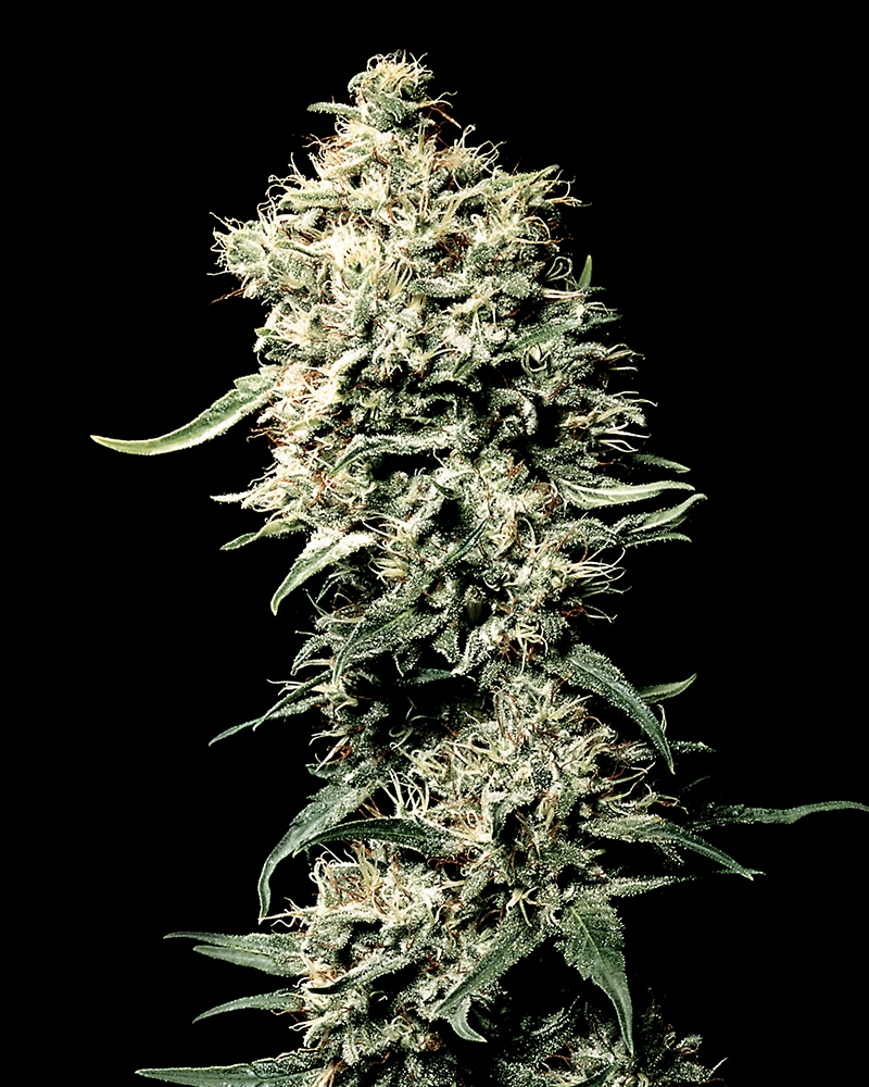 White Rhino Cannabis Seeds
